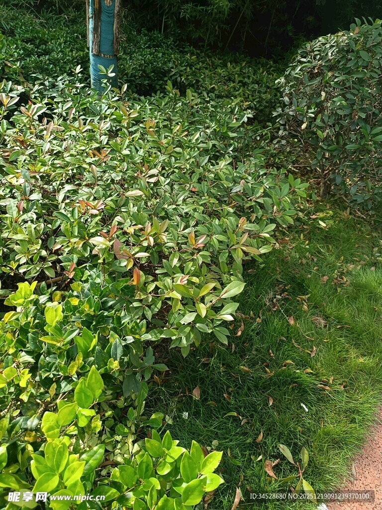 绿意盎然的灌木丛小径