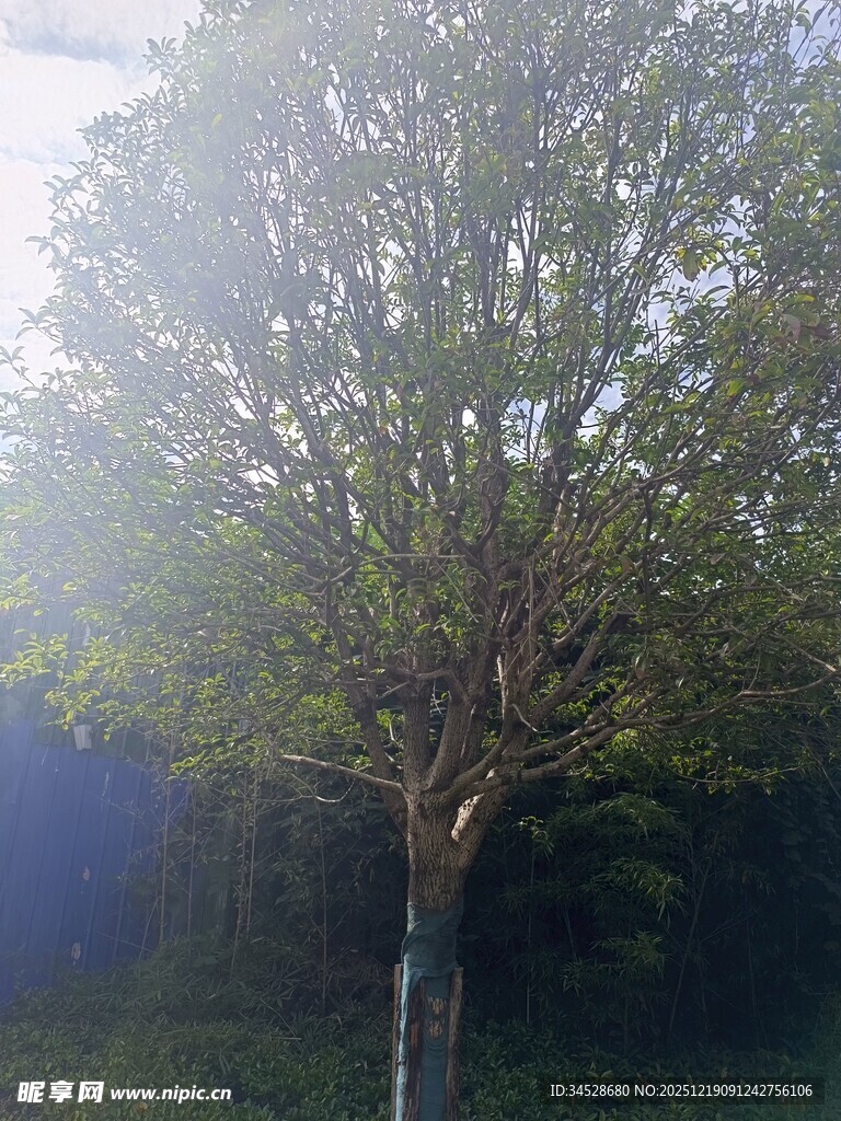 阳光下的挺拔树木