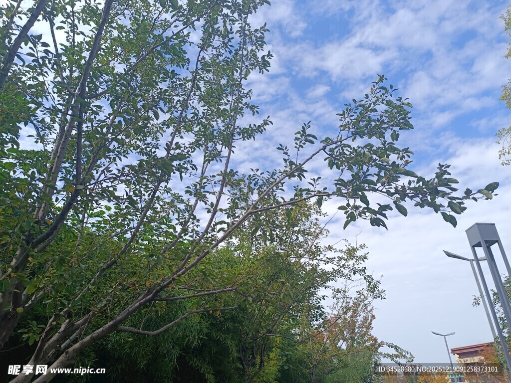 蓝天绿树间的城市景致