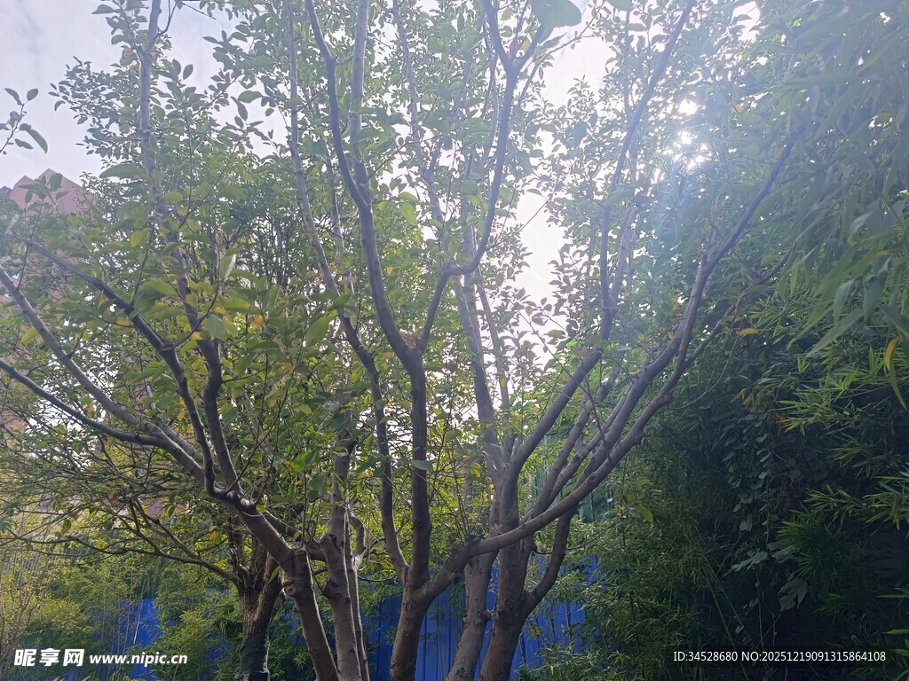 阳光下的繁茂树木