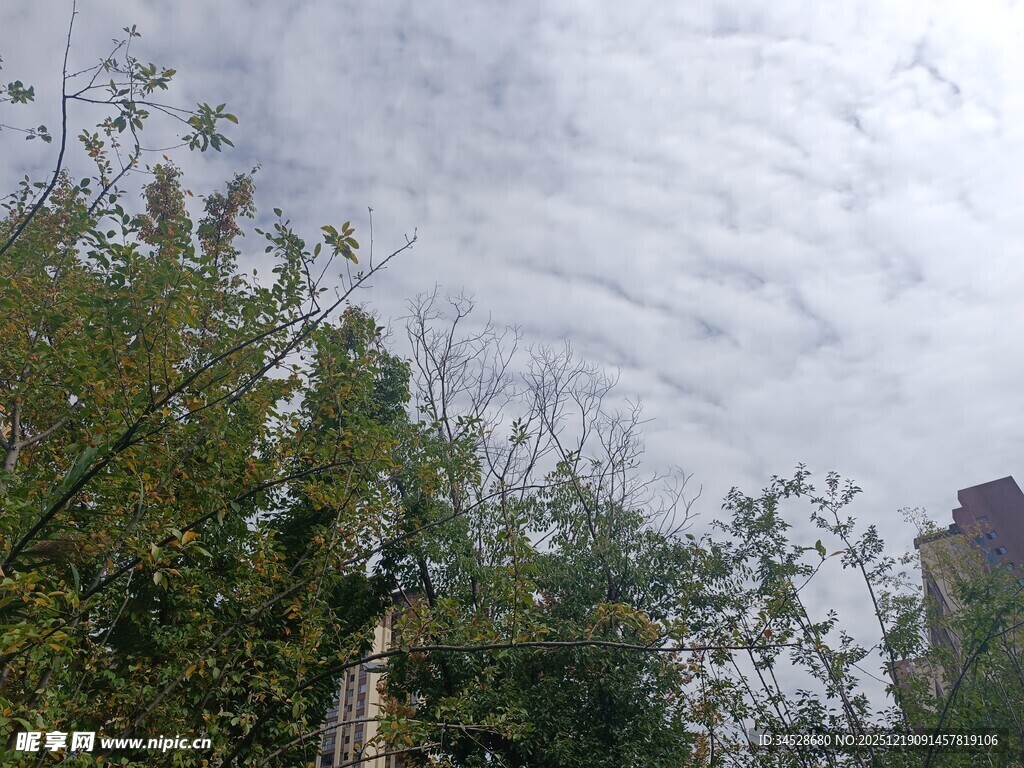 天空下的绿植与建筑物