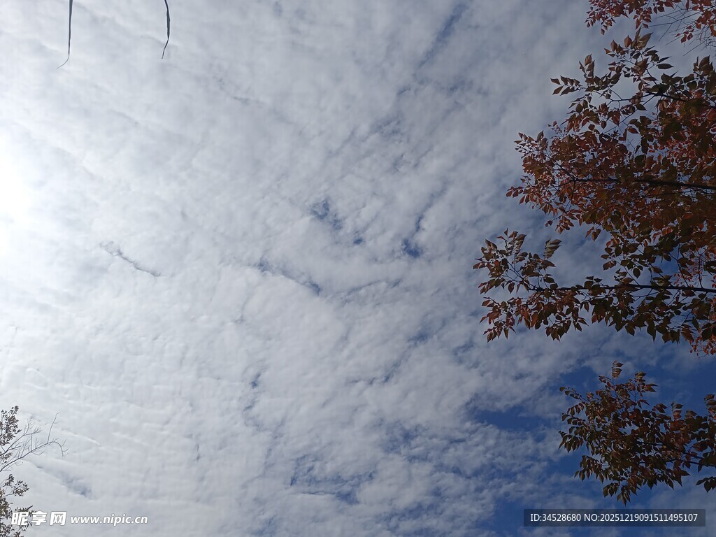 秋日蓝天下的枝叶与云彩