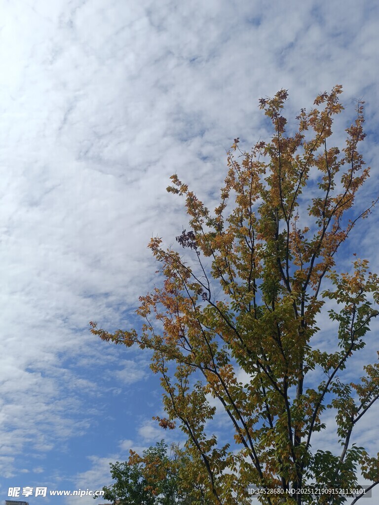 秋日树梢与蓝天白云