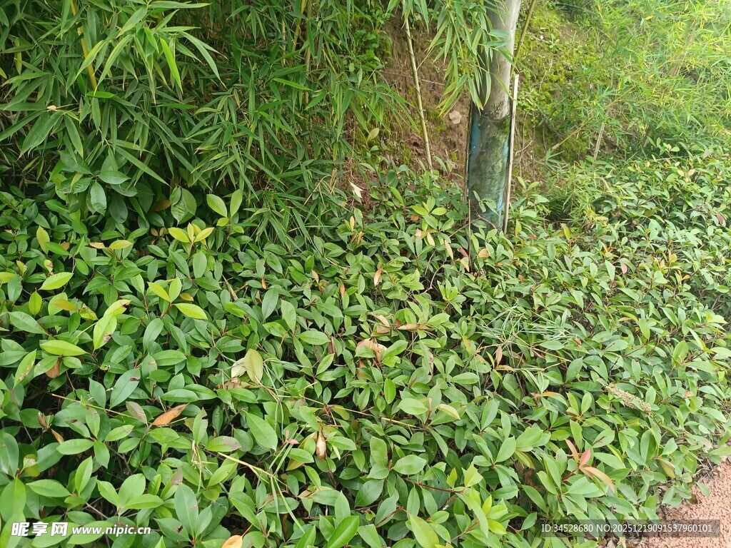 路边繁茂的绿色植物