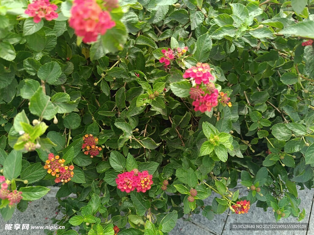 盛开的红花绿叶植物