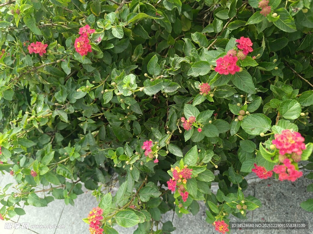 绿叶间绽放的鲜艳花朵