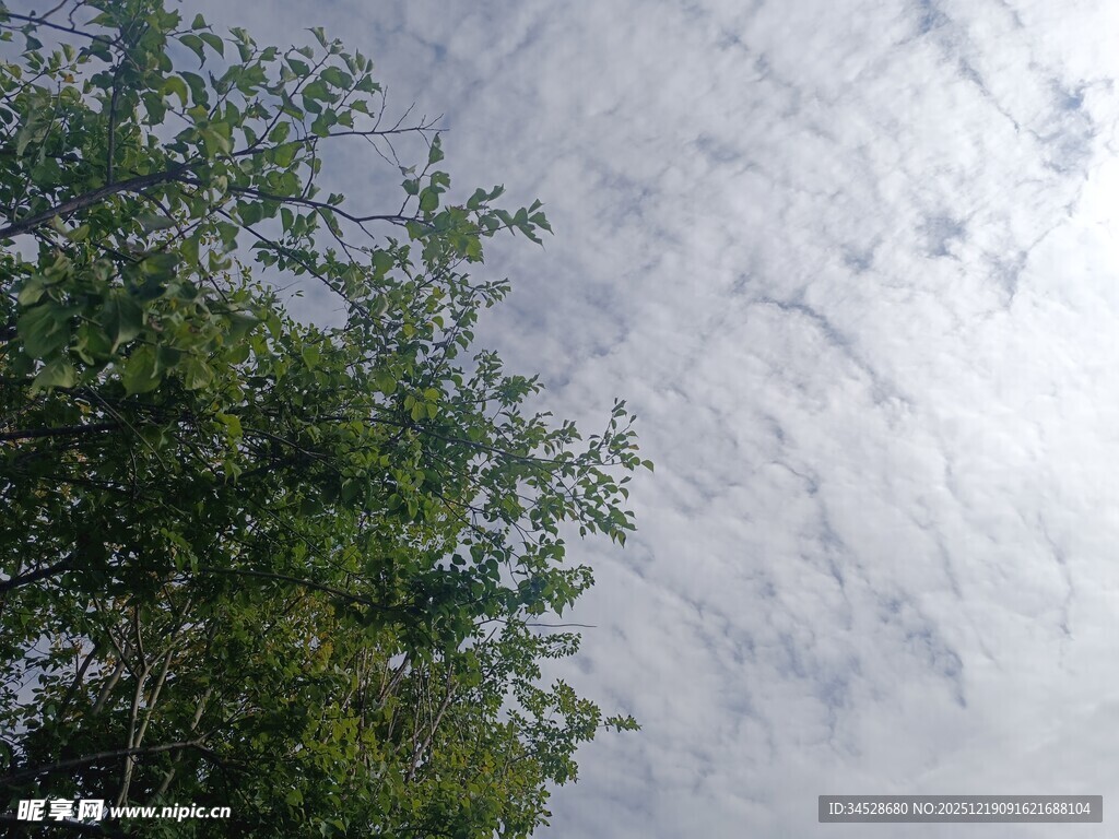 绿树映衬下的天空美景