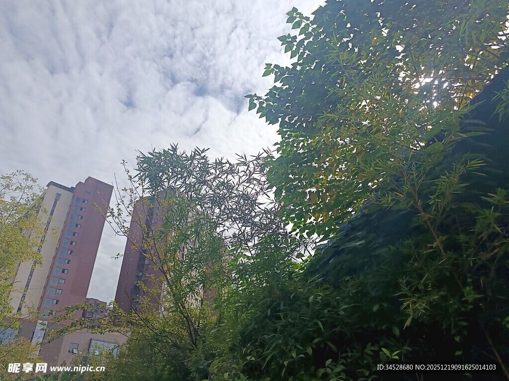 高楼旁绿意盎然的景致