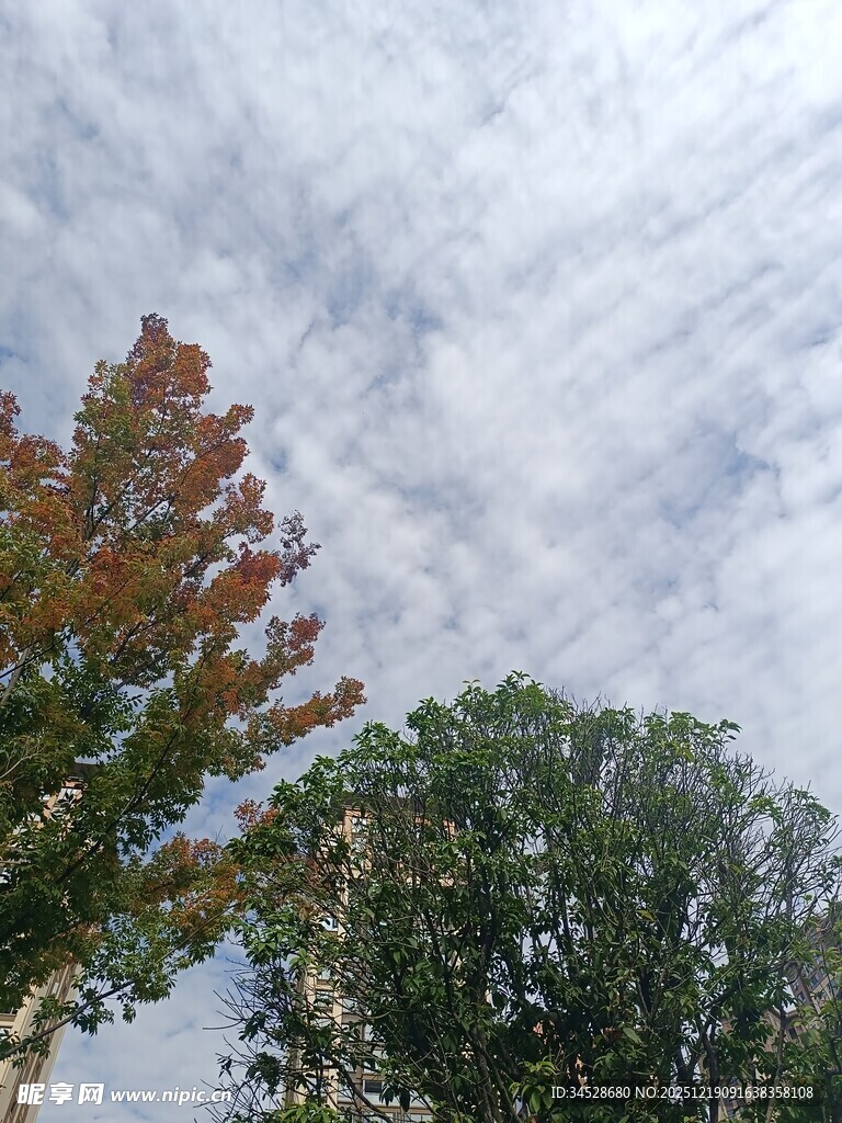 秋日树梢与天空景致