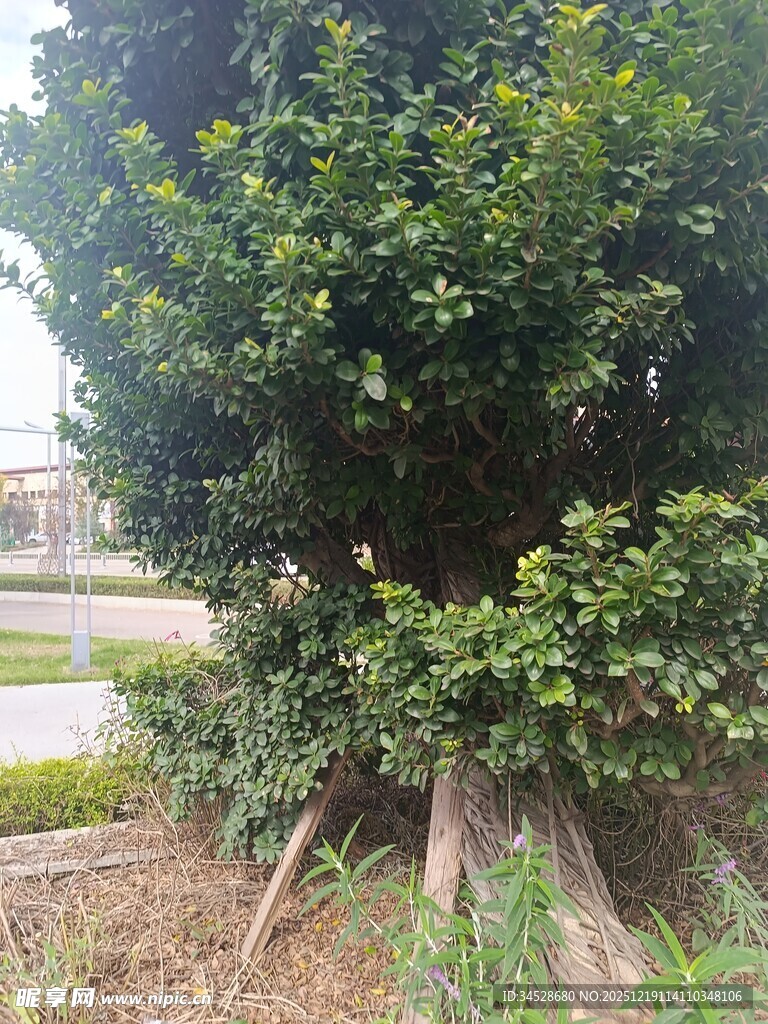 茂盛绿树扎根于地面