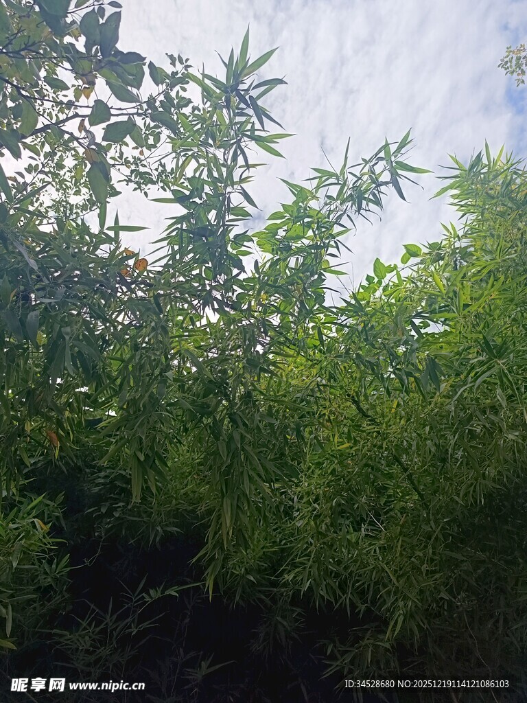 绿意盎然的繁茂植物景观
