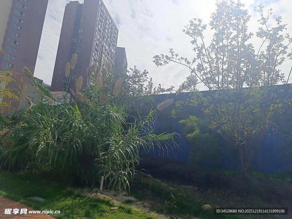 城市角落的绿植景观