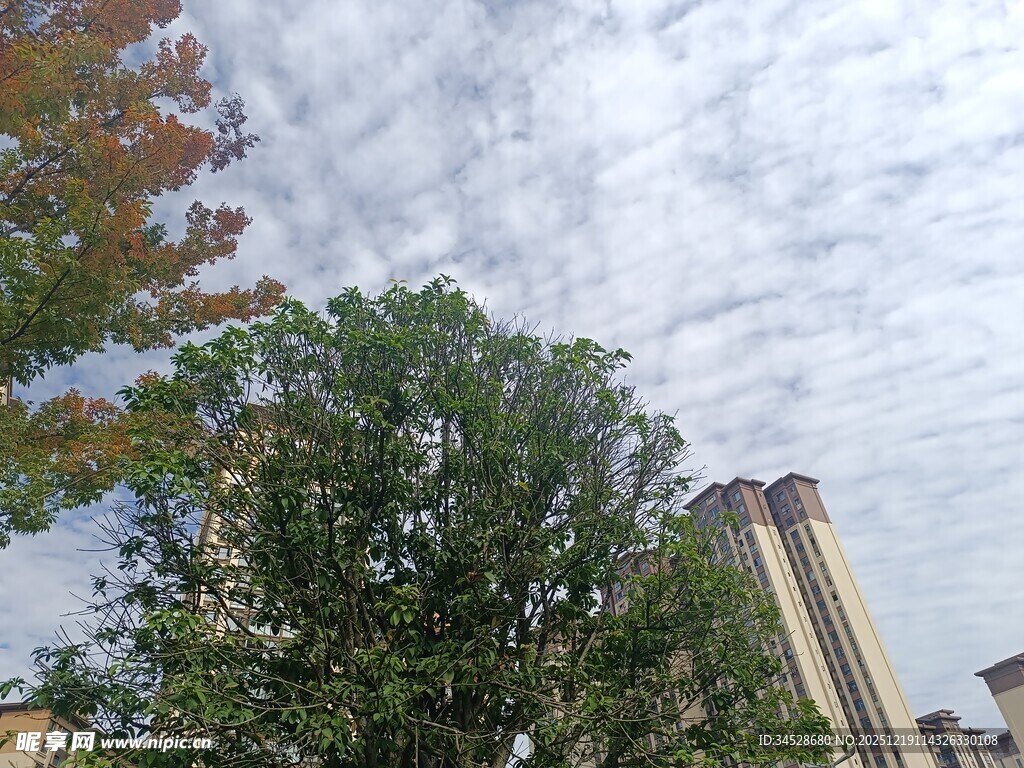 绿树蓝天间的城市景致