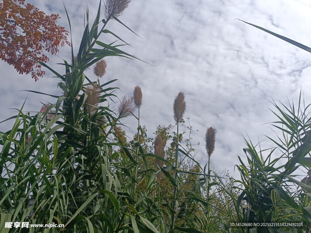 芦苇丛与天空的自然景致