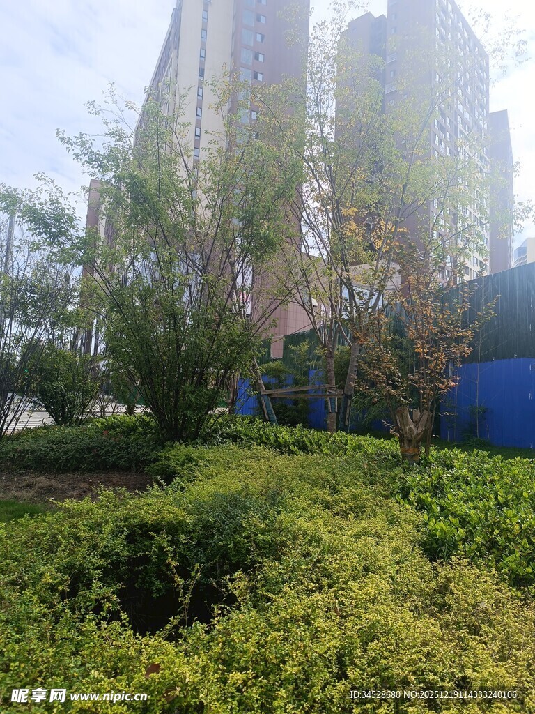 城市绿化带中的绿植景观