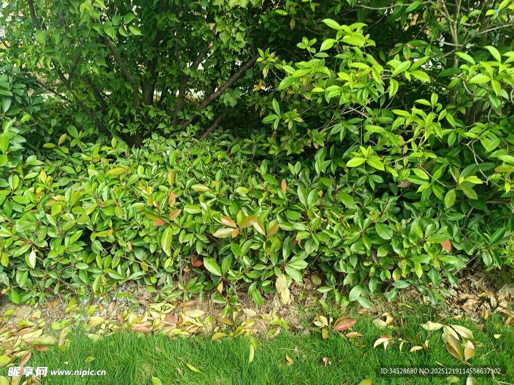 绿意盎然的繁茂植物景观