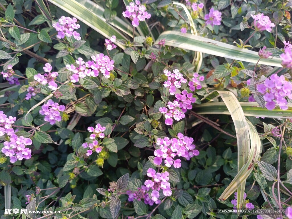 紫色花卉植物特写