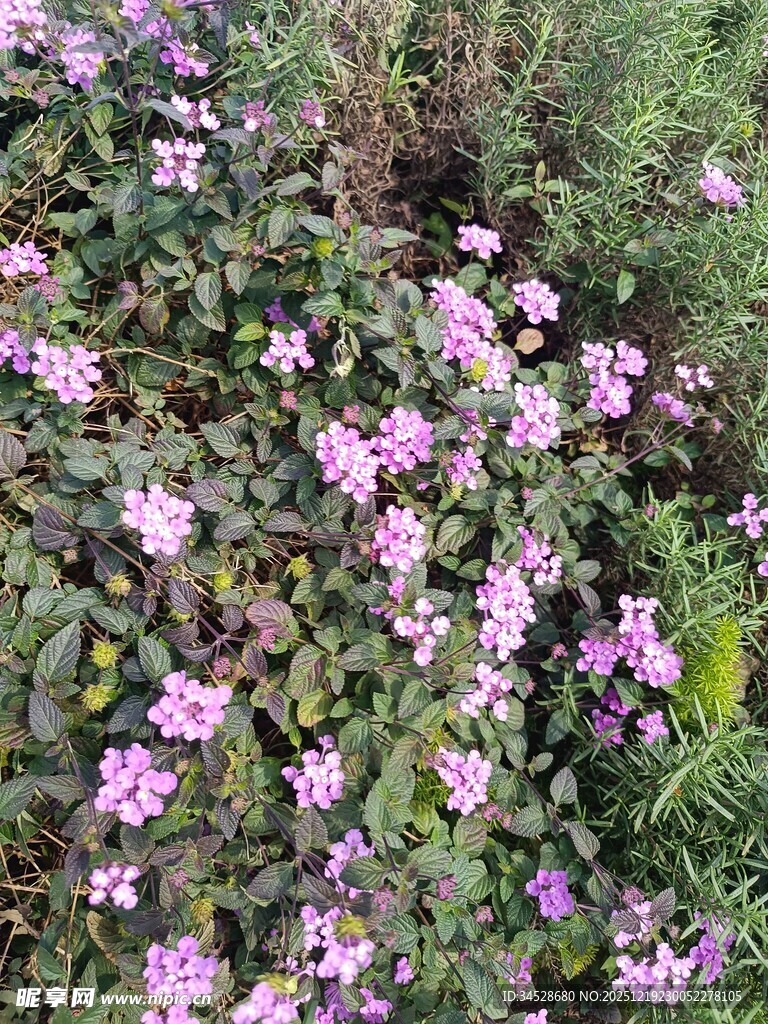 繁茂紫花绽放于绿叶间