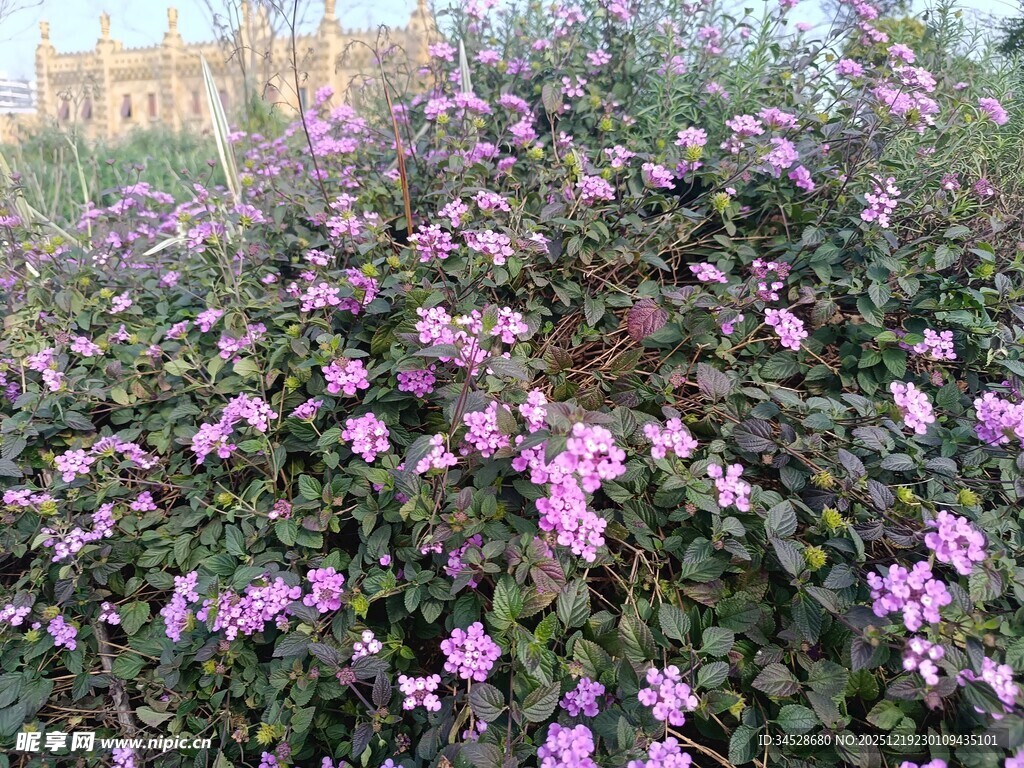 盛开的紫色花卉景观