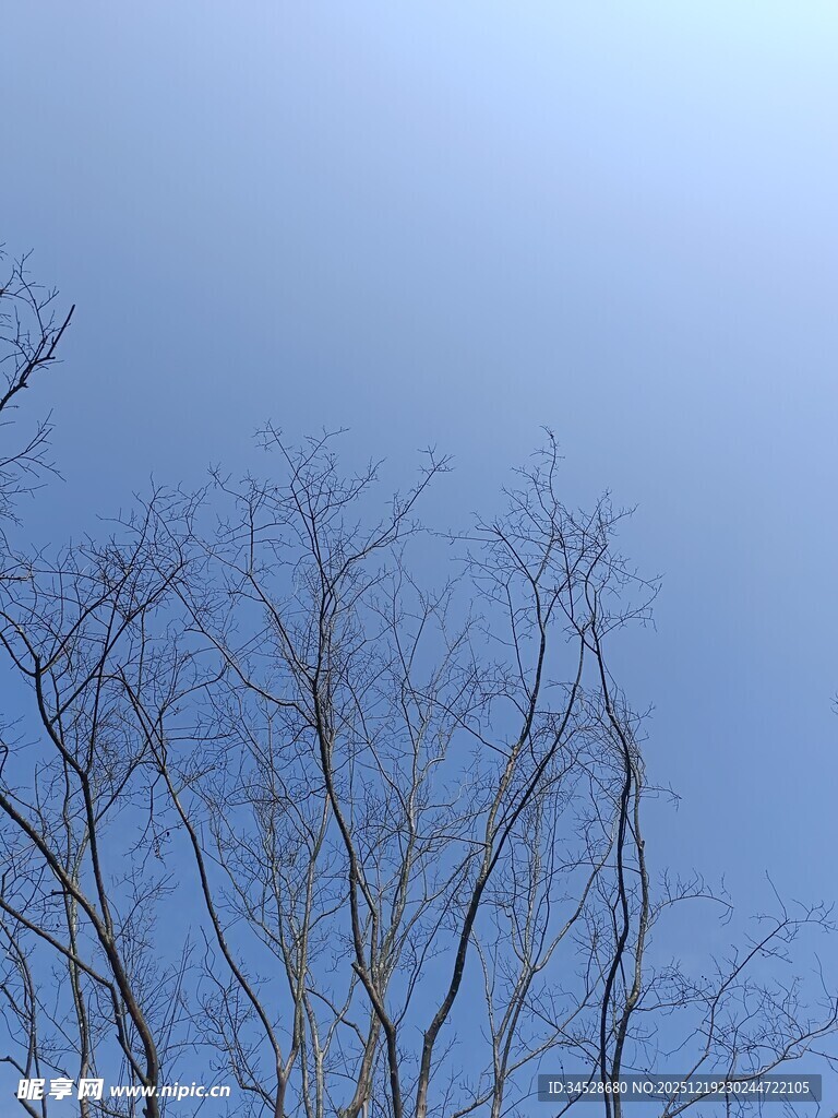蓝天映衬下的光秃树枝