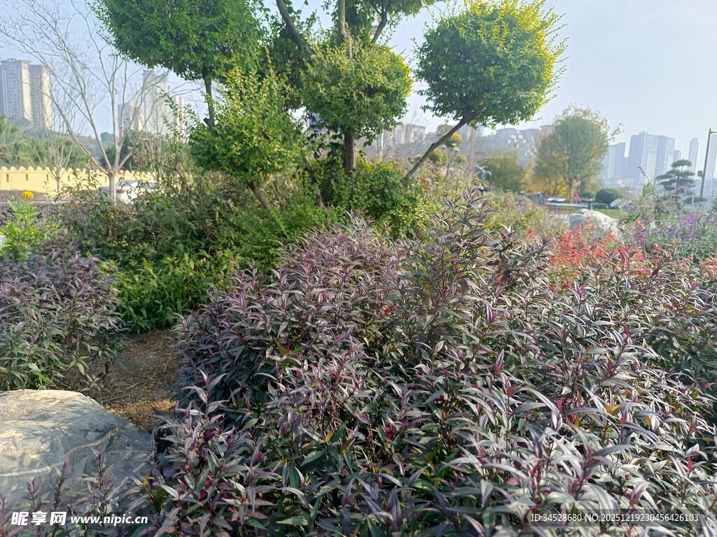 城市花园中的多彩植物景观