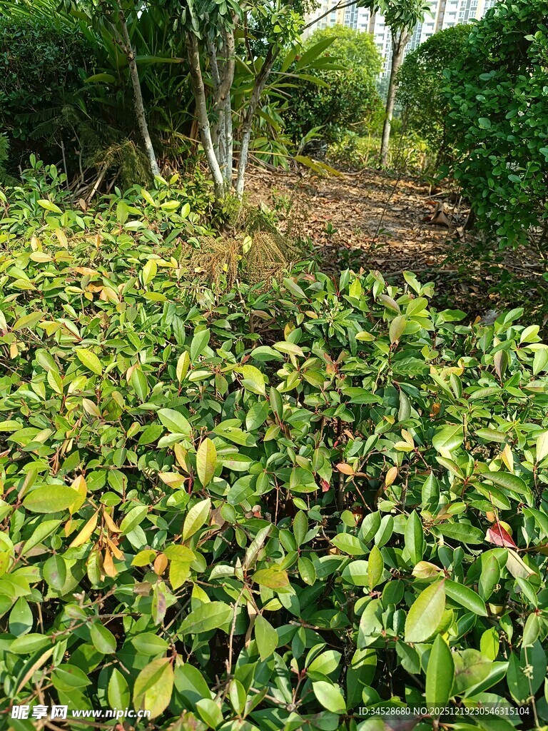 繁茂绿植景观