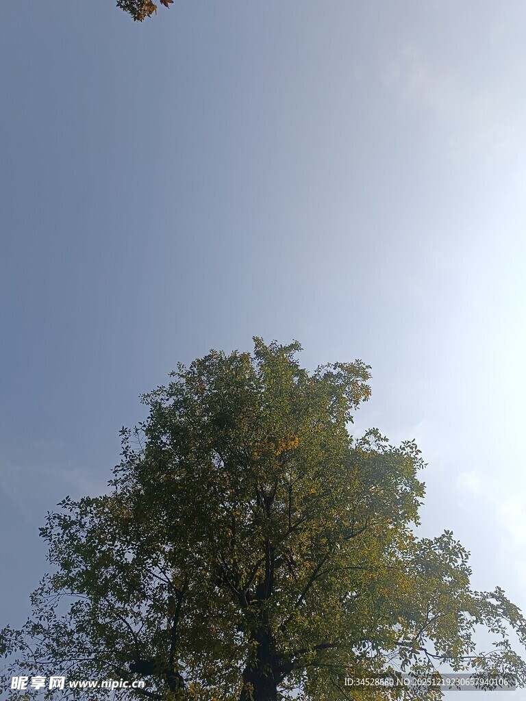 蓝天绿树间的飞鸟