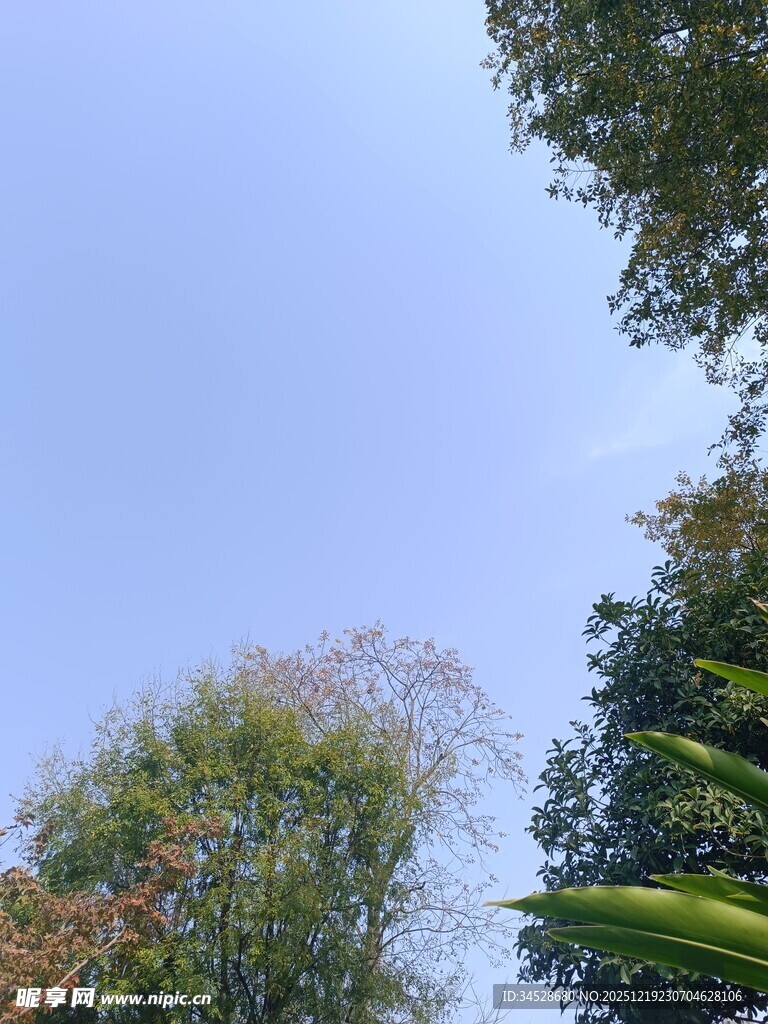 仰望蓝天绿树