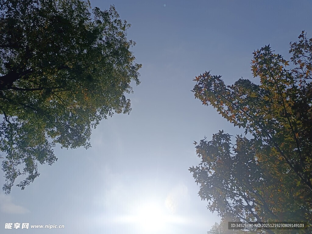 仰望蓝天绿树间的阳光