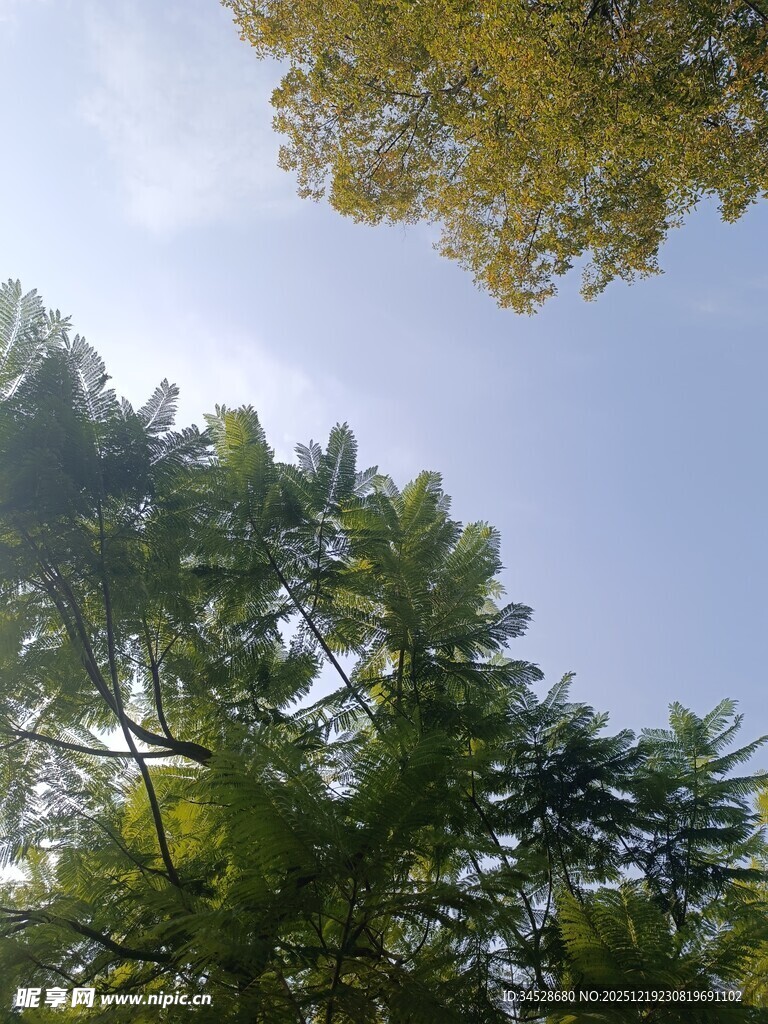 仰视葱郁树木与蓝天