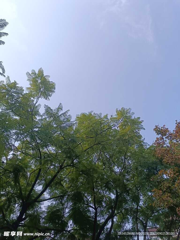 树梢上的蓝天绿意