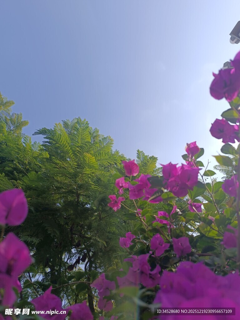 绽放的紫色花卉与绿树蓝天