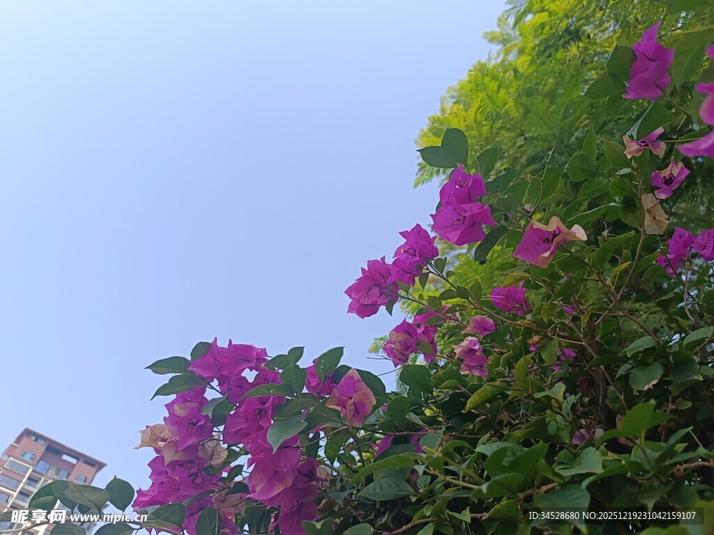 绽放的紫花与蓝天绿植