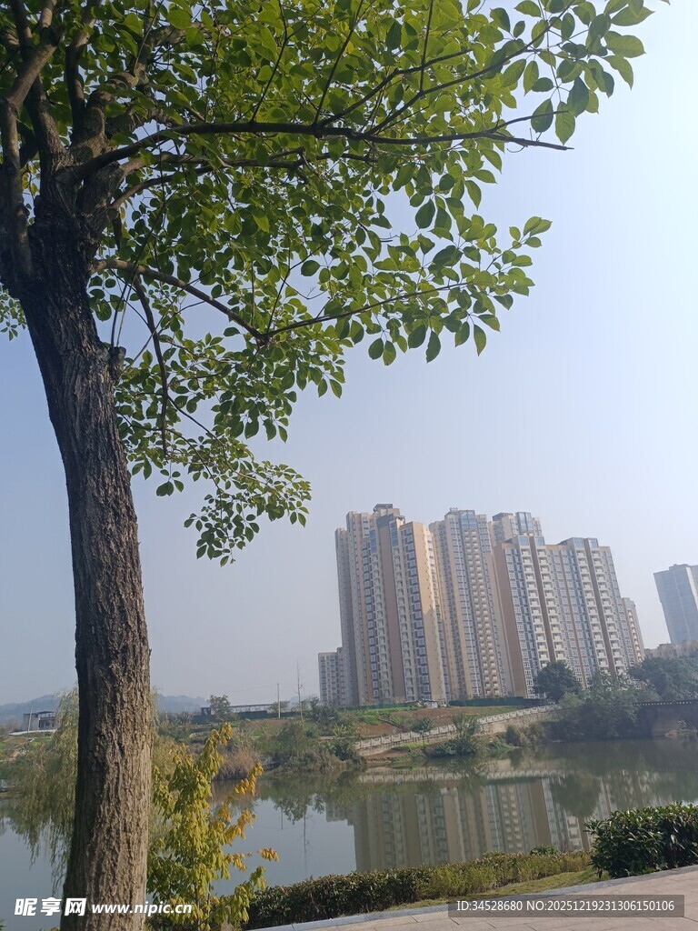 湖畔绿树旁的高楼景致