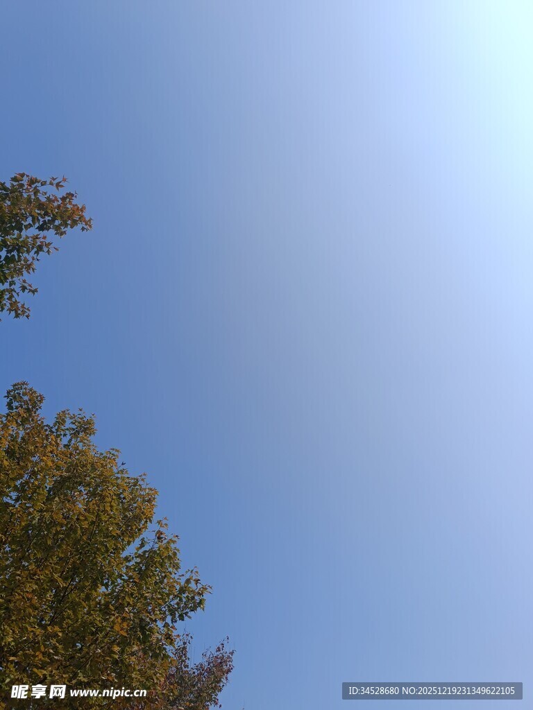 蓝天之下的树梢