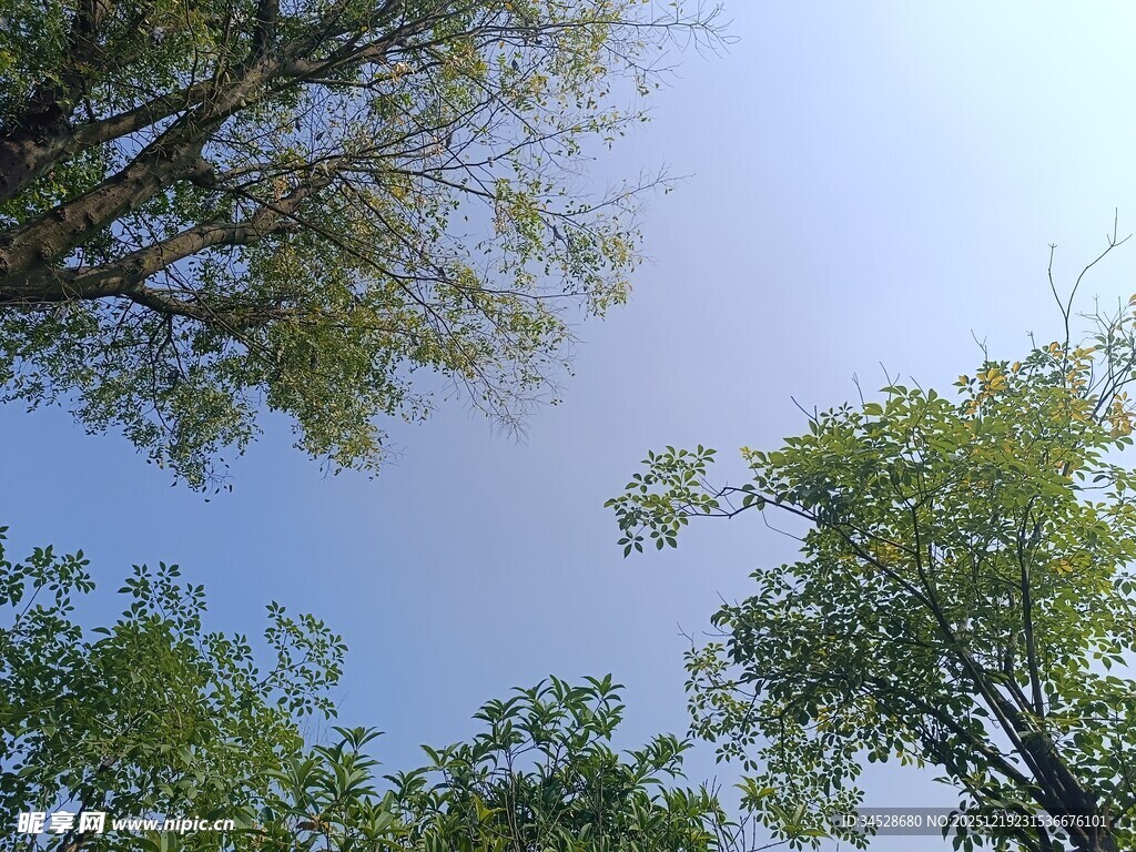 仰视绿树蓝天美景