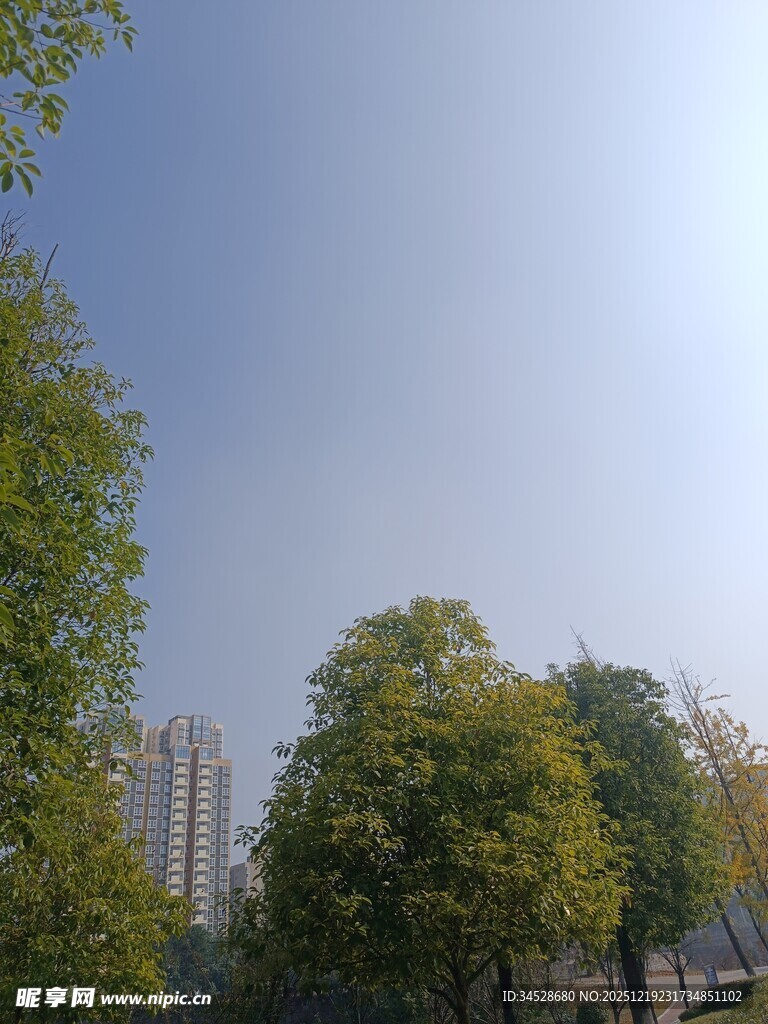 城市中葱郁树木与蓝天