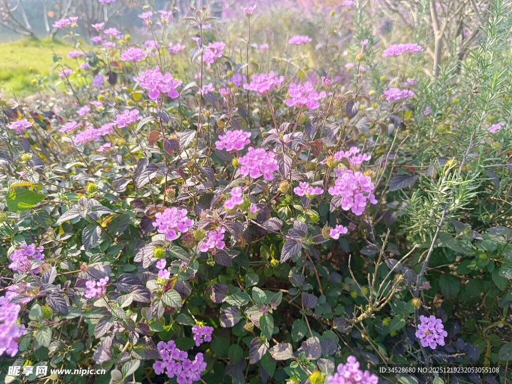 绽放的紫色花丛