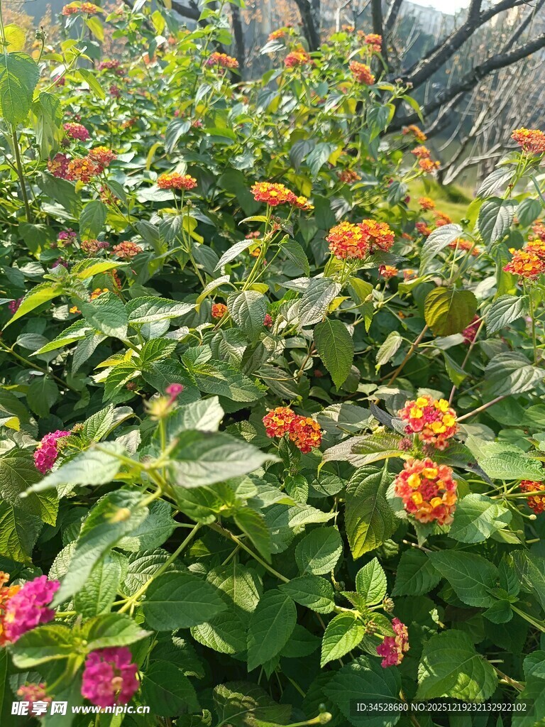 多彩花卉植物景观