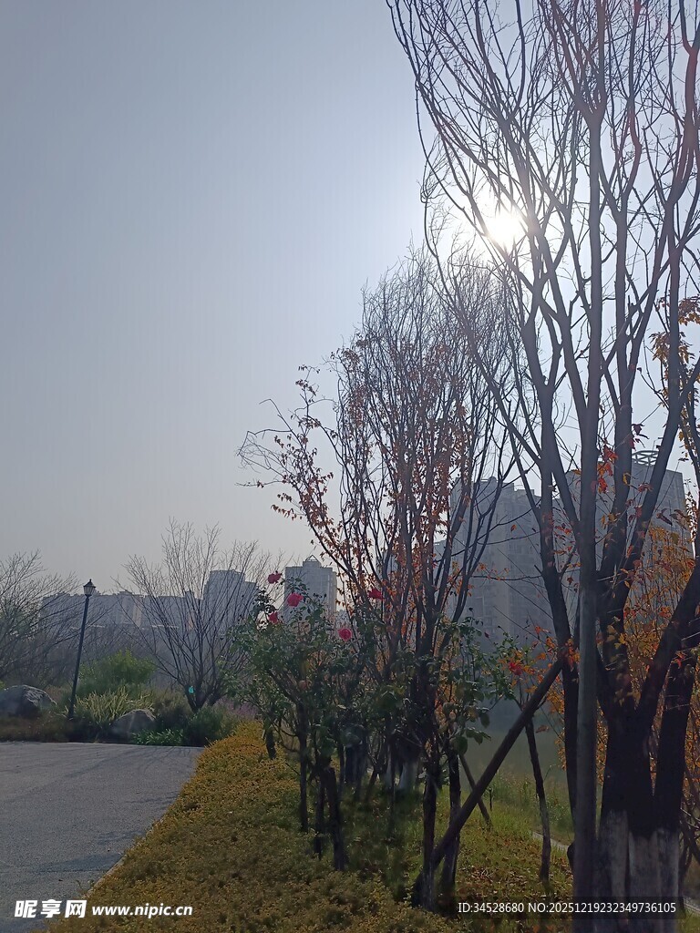 冬日路边萧瑟树木景观