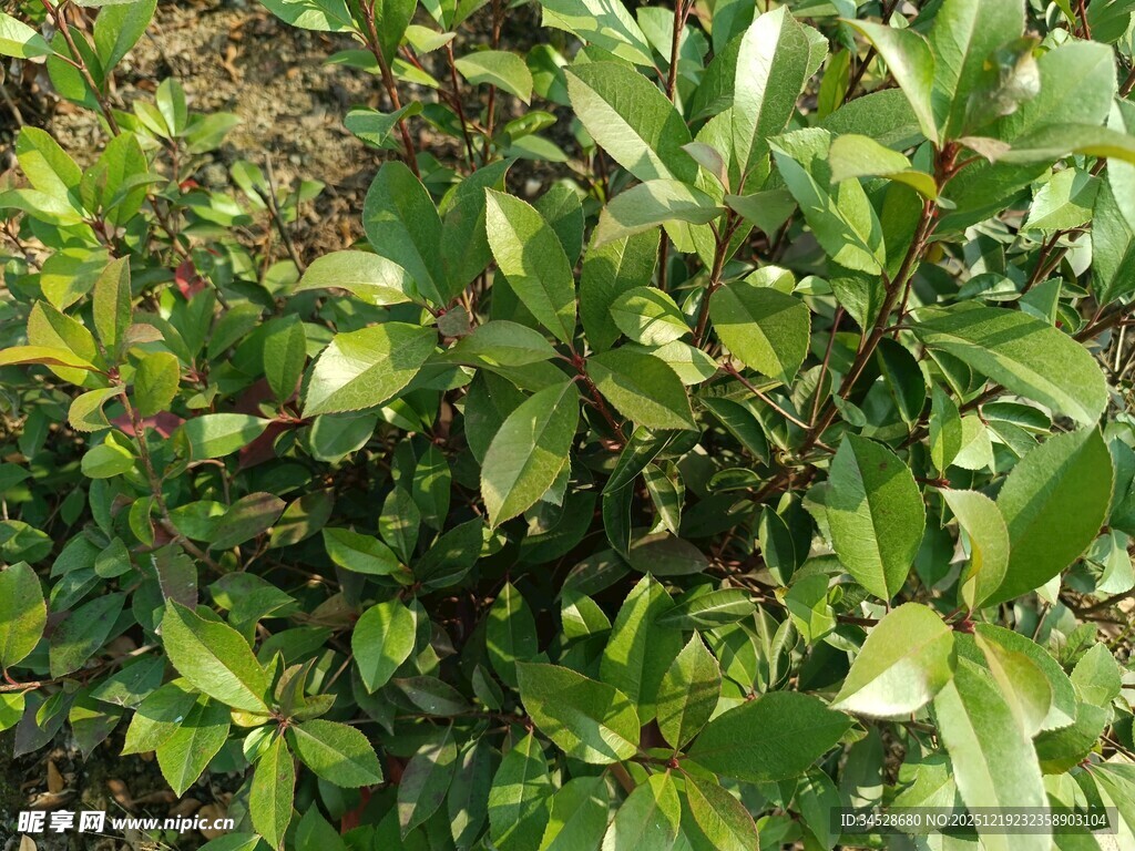 绿叶繁茂的植物景观