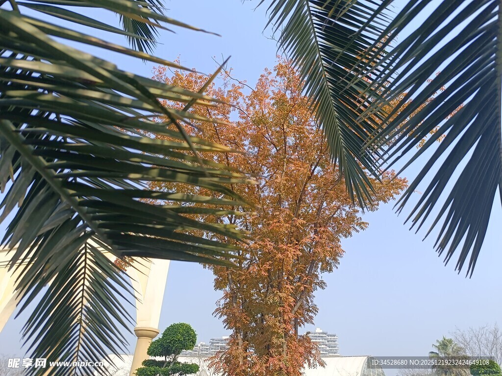 棕榈树间的秋日景致