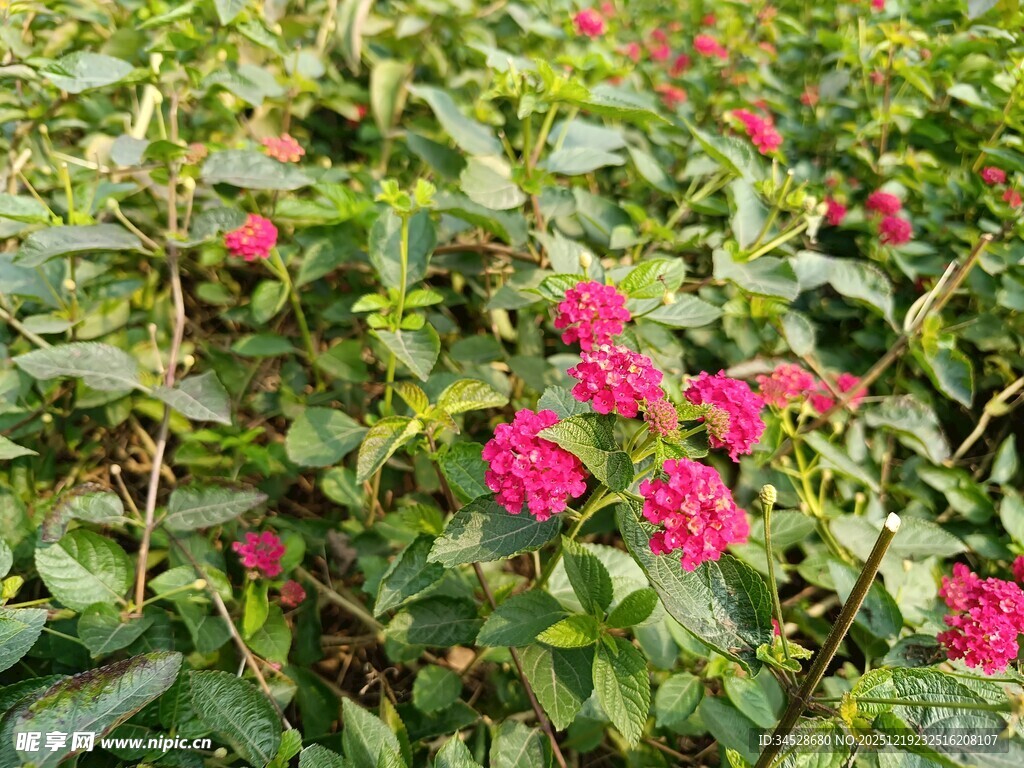 盛开的粉色花丛