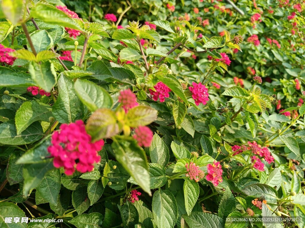 艳丽花丛中的多彩花卉