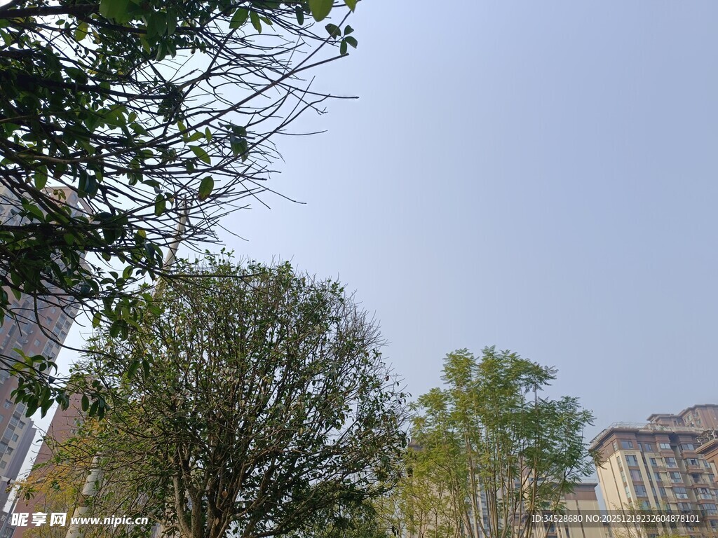 小区绿植与远处楼房景观