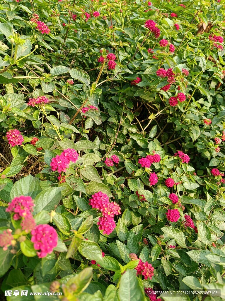 粉色花朵与绿叶的美丽景致