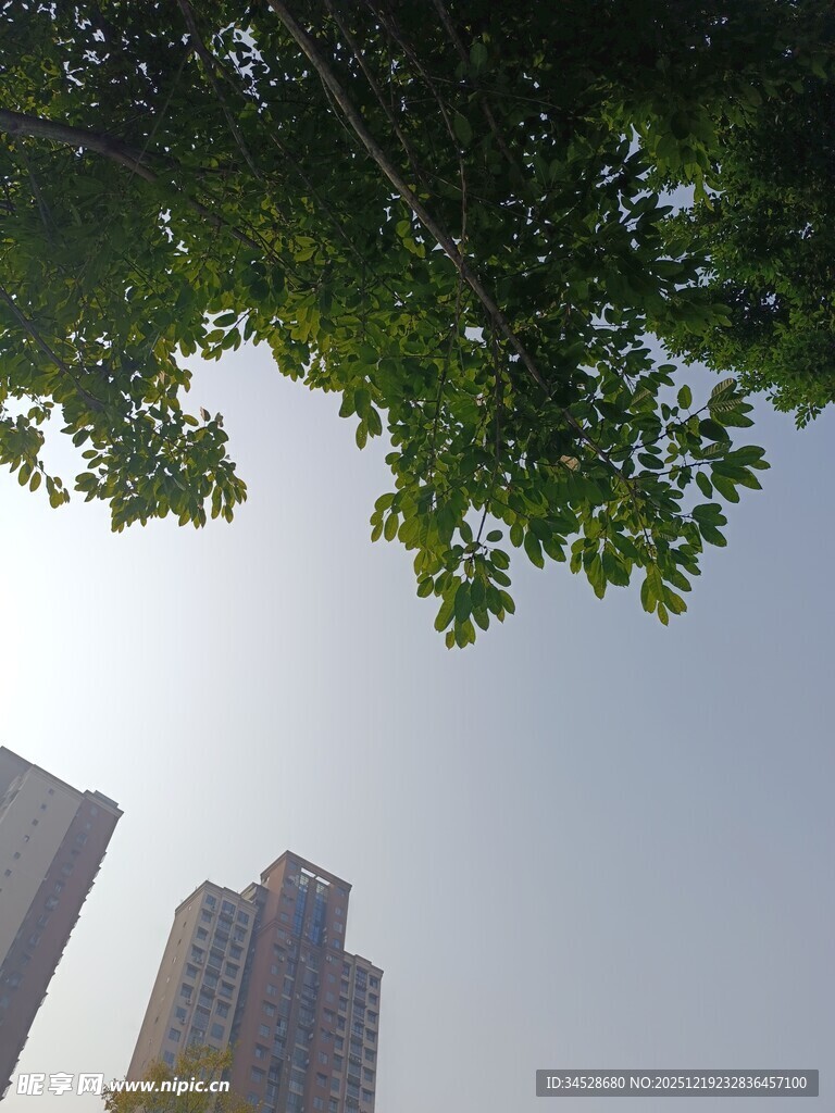 绿树掩映下的城市高楼