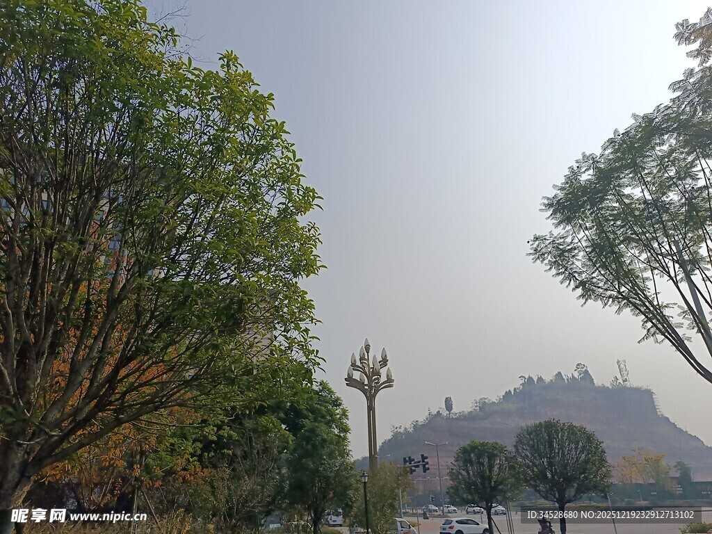 城市公园中的树木与远景