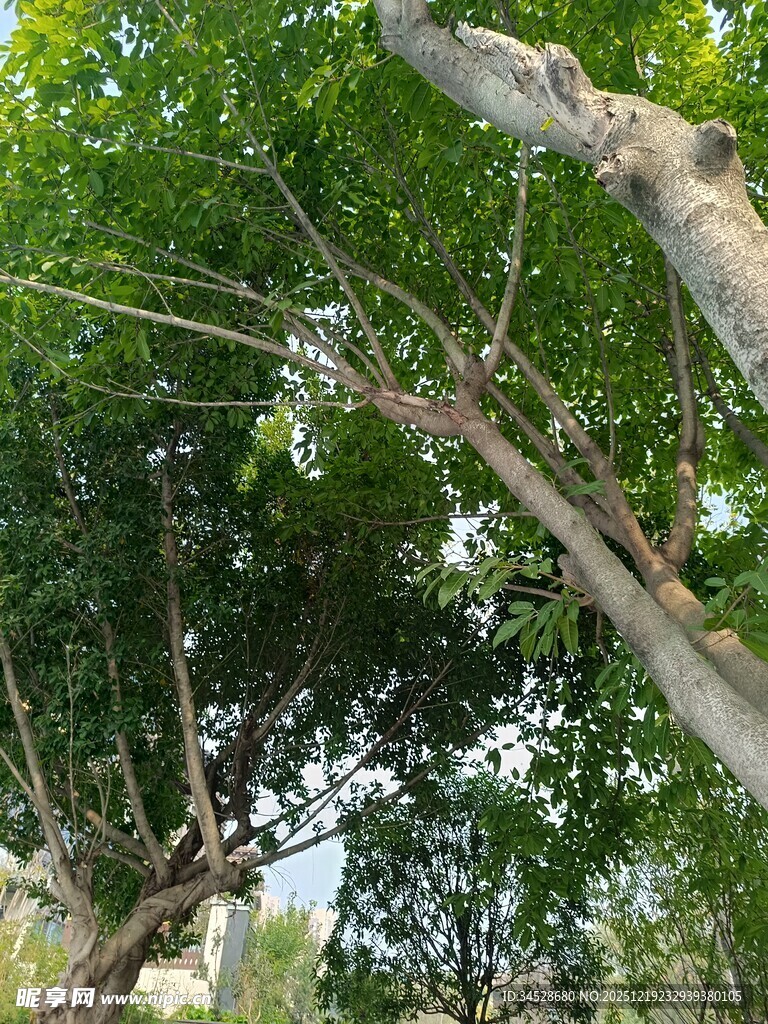 繁茂绿树间的自然景致