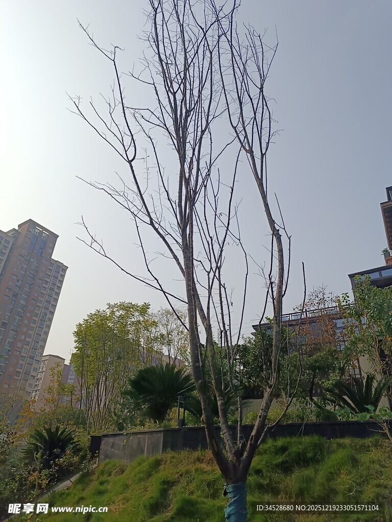 光秃树木与城市背景景观